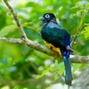 ベリーズ　郊外の鳥たち