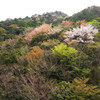 山桜と山菜