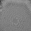 角付き珪藻を対物100倍で。さらに暗視野集光器DCで。