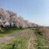 千本桜散歩