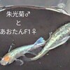 #朱光菊×あおたんF1掛け合わせ