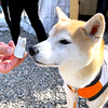 プレ誕生日_ワンコ寺　光前寺①