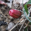 どんぐりの発芽