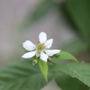 グラックベリーの花