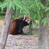 動物園@日本平動物園