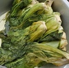 広島菜を本漬けする