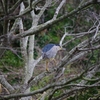 勝浦の鳥たち