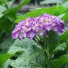 　雨に濡れた紫陽花