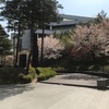 韓国 とりま新村桜散っとる問題