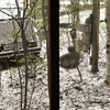 今朝は雪でした。