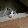初夏のようなお天気でふくちゃんも気持ち良さそうです