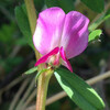 (328) Vicia sativa