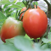 トマトの育て方 6月
