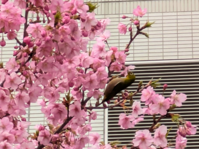 【2025年最新版】調布市で楽しむ桜！多摩川・深大寺・穴場スポットを紹介
