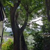 実家にある、けやきの巨木🌳