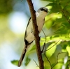 日本　文殊山の野鳥たち
