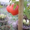 トマト2.1個収穫