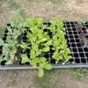 キャベツ、レタス、白菜の植え付け