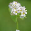 蕎麦の花が咲く頃