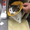 猫のリンパ腫 次ニャン坊チビ、術後の検査に行く リンパ腫切除手術後のチビの様子
