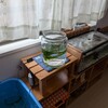 ようやく水草を買って来た