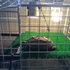 クサガメ🐢ポコの飼育日記🐢41