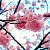 陽光･ヨウコウ／桜（散歩写真）