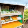 Vegetable Stand on a Roadside