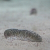 ハネジナマコ / Holothuria scabra