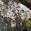 二人弓道〰️散り始めた庭の梅の花