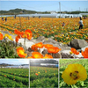ワンコにやさしい‘館山ファミリーパーク’で花摘みを！！