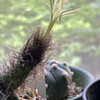 これは花なの？