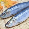 安くて旨いマイワシは鮮度が命　魚屋を評価する物差しでもある