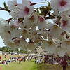 走水水源の桜