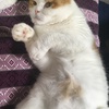 ふさふさ　ぼんぞ