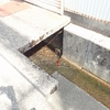 産卵行動のナマズ