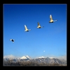 安曇野　白鳥飛来数　【４００羽】程に　　　【雪景色】