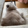 朝、椅子の上で涼んだふくちゃん。夜は物見台ですやすや。
