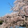 斐伊川堤防桜並木の桜は満開！（4）島根県雲南市木次町