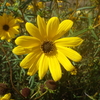 【植物の花の写真】アフリカキンセンカ？；キク科  Dimorphotheca sinuata; Asteraceae  2018年10月07日（日）鹿児島市自宅近所