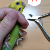 【鳥さん】爪切りは動物病院で行うことをおすすめします