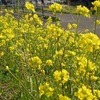 【ちょっと昔の流山７】2007年3月10日①　白狐稲荷、花輪城址公園他