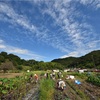 金熊寺のお芋やさん☆今年で一旦終了します☆