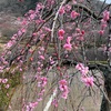 春を探しに（幕山〜南郷山）