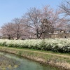 今年も桜が咲きました