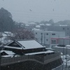 4月桜と雪