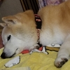蒸し暑いと体はダルダル・・