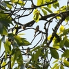 ズアカエナガ Black-throated Tit