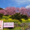 サクラ満開！雪割り桜の里、須崎のそうだ山