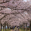 おの桜づつみ回廊